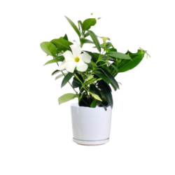 Allamanda Cathartica (White)